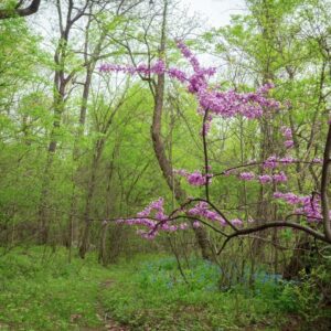 Guided Meditation: Present Heart, with Tara Brach