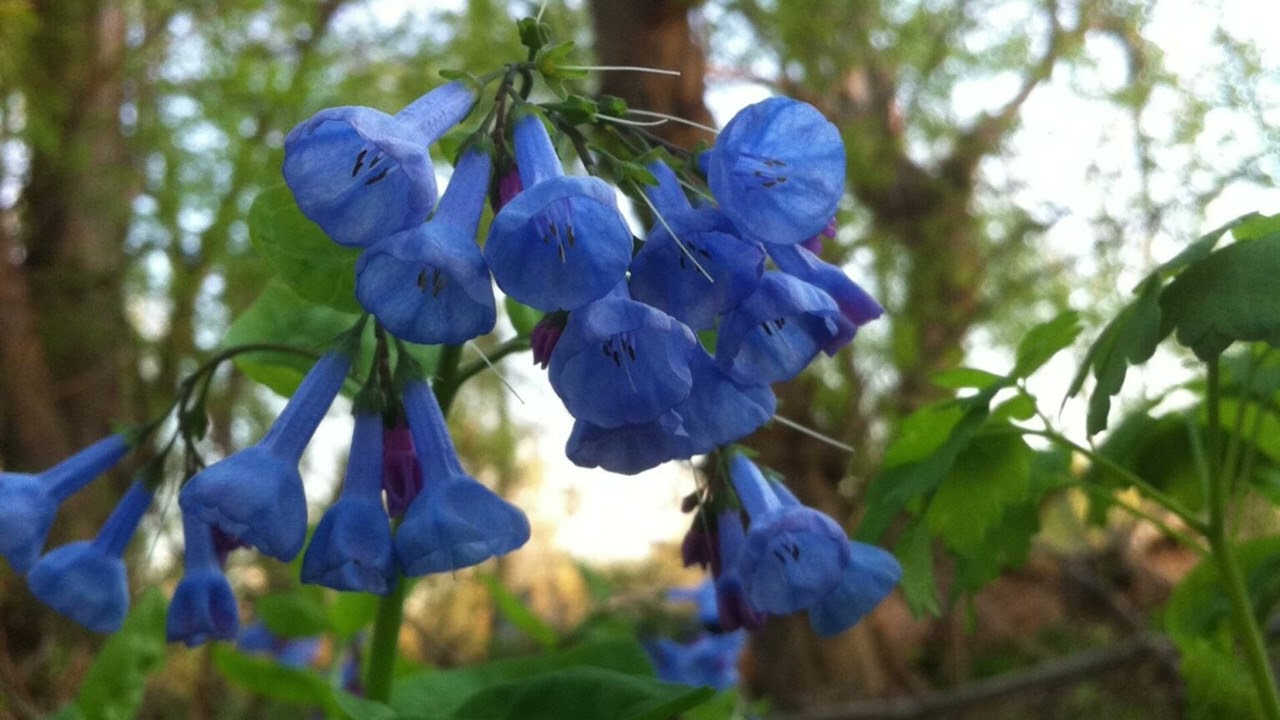 Guided Meditation: Living Presence (19:30 min) - Tara Brach