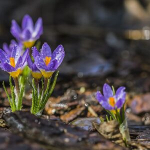 Meditation Instruction: RAIN Question & Response (from 2016 IMCW Women's Retreat) - Tara Brach