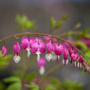 Guided Heart Meditation: Befriending Our Lives - Tara Brach