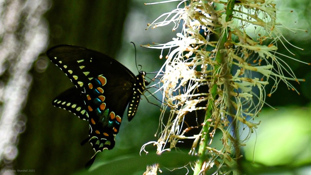 Guided Meditation: Everything Belongs - Tara Brach