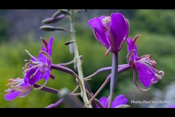 Guided Meditation: Listening to Our Heart - Tara Brach