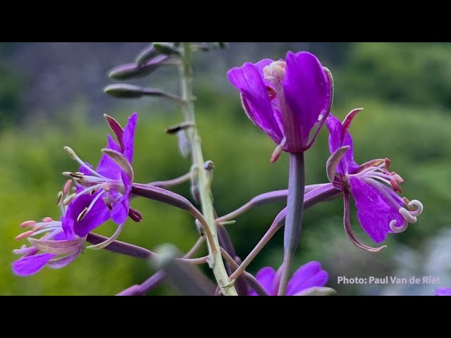 Guided Meditation: Listening to Our Heart - Tara Brach