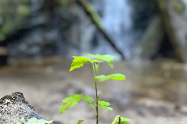 Guided Meditation: Receiving Life in Open, Awake Awareness - Tara Brach