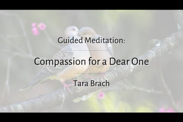 Brief Guided Meditation: Compassion for a Dear One - Tara Brach