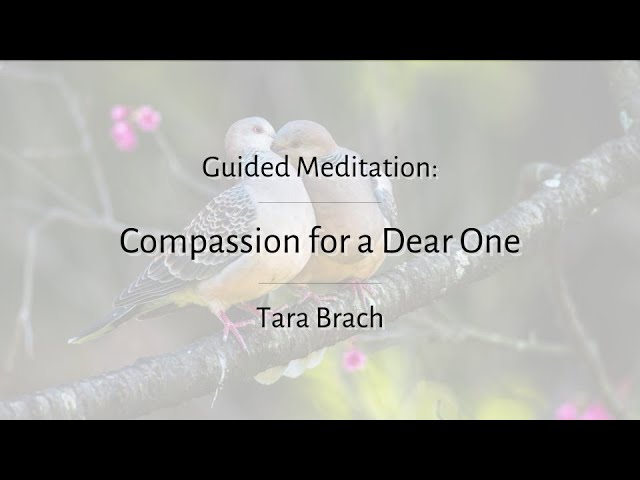 Brief Guided Meditation: Compassion for a Dear One - Tara Brach