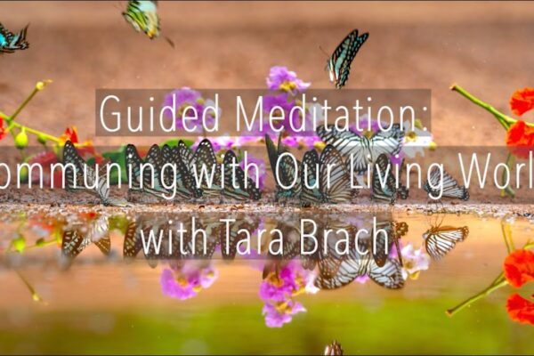 Guided Meditation: Communing with Our Living World - Tara Brach