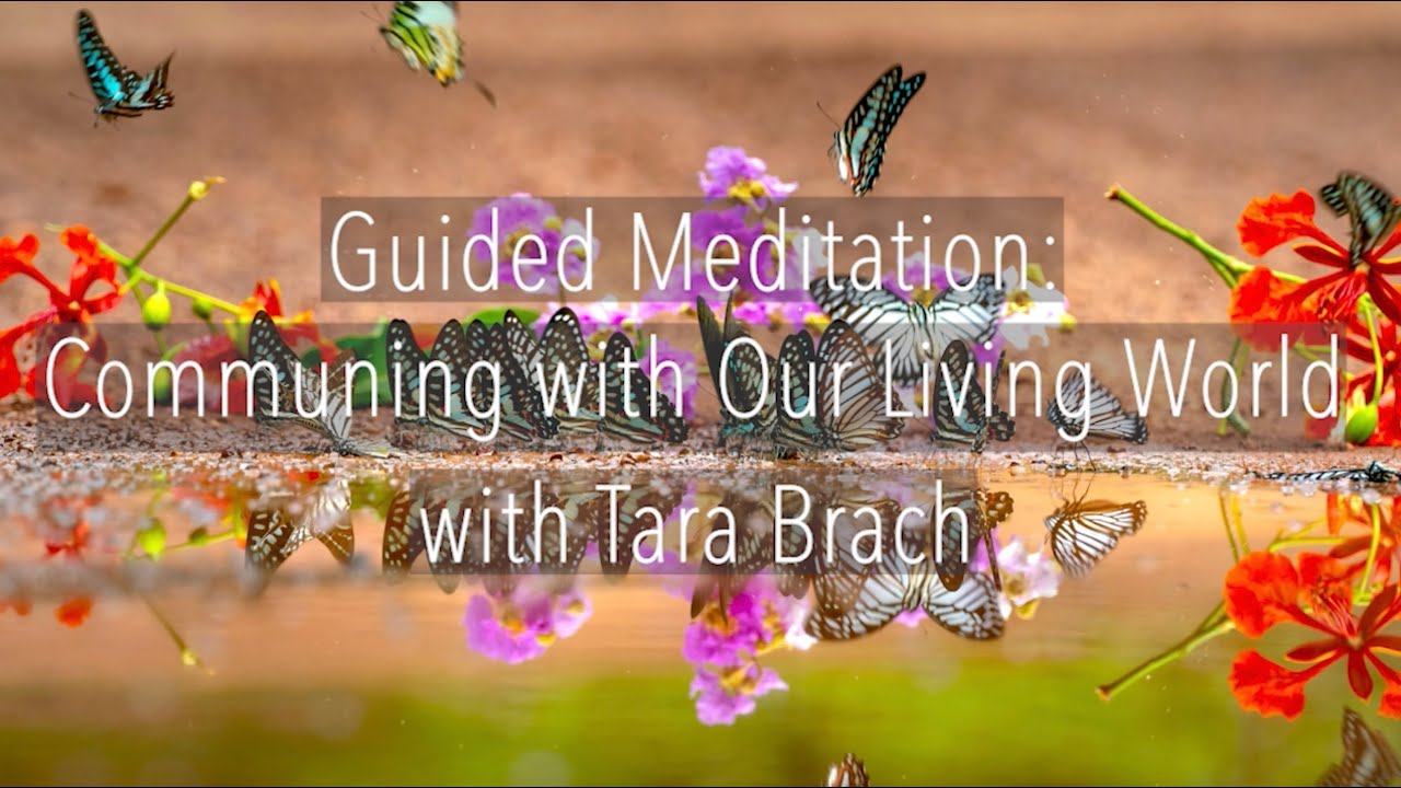 Guided Meditation: Communing with Our Living World - Tara Brach