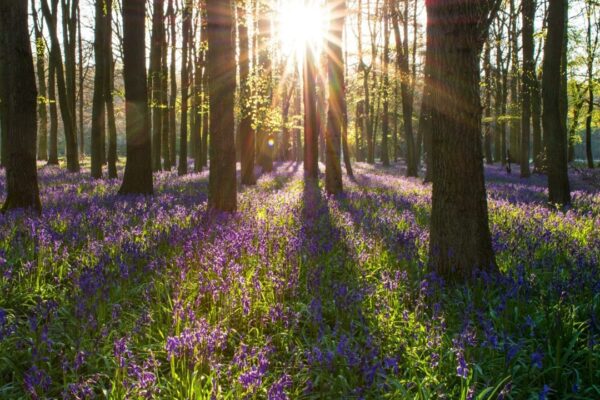 Guided Meditation: Pathways To Belonging - Tara Brach