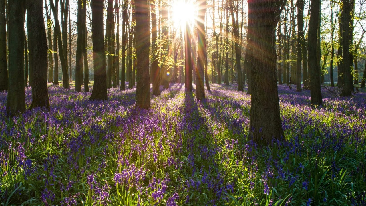 Guided Meditation: Pathways To Belonging - Tara Brach