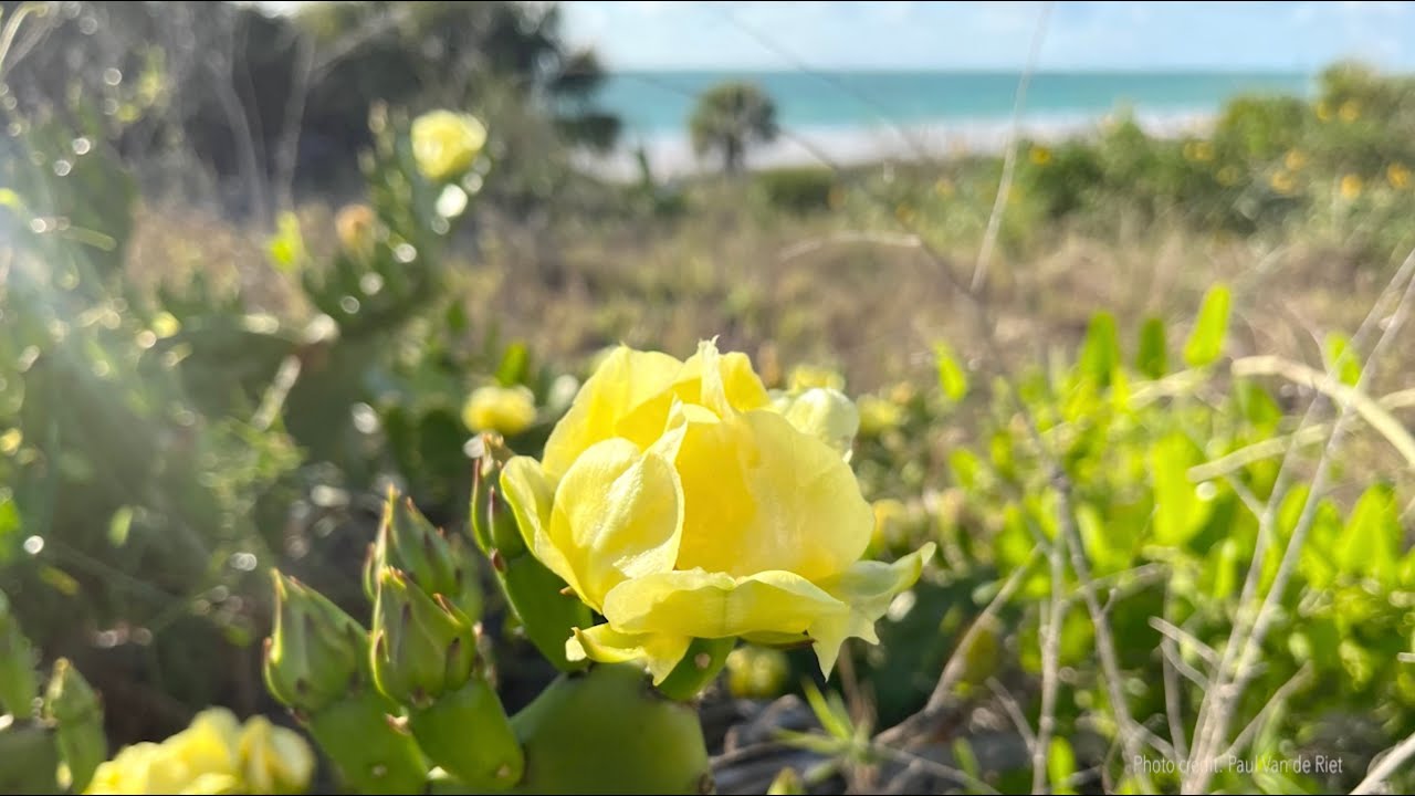 Guided Meditation: Widening Rings of Being - Tara Brach