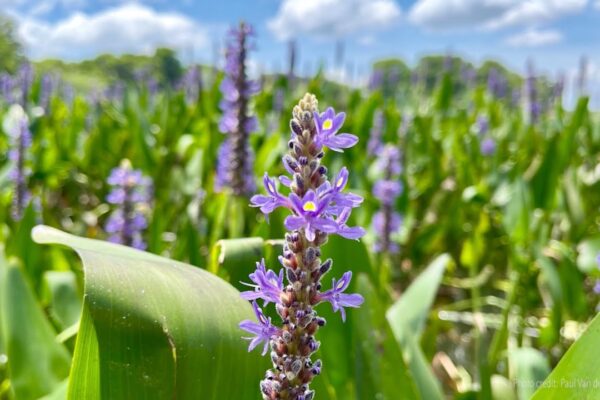 Guided Meditation: Letting Life Be As It Is - Tara Brach