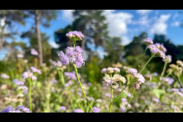 Guided Meditation: Relaxing Back into Presence - Tara Brach