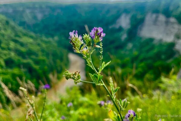 Guided Meditation: Portal to Sacred Presence - Tara Brach