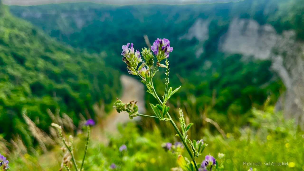 Guided Meditation: Portal to Sacred Presence - Tara Brach