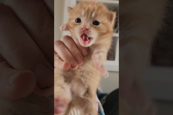 2 week old foster kittens 😸