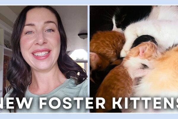 VLOG - Newborn Kittens & A New Pony!